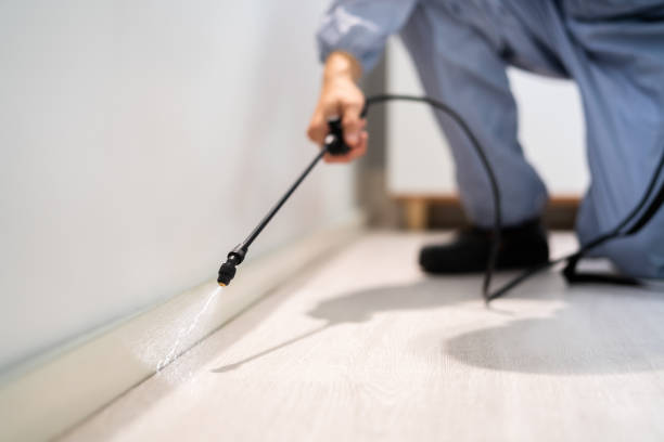 Licensed Termite Control service in Lewiston, CA - Nex Pest Control