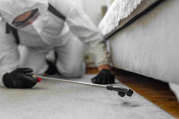 Professional Termite Control technician working in Lewiston, CA